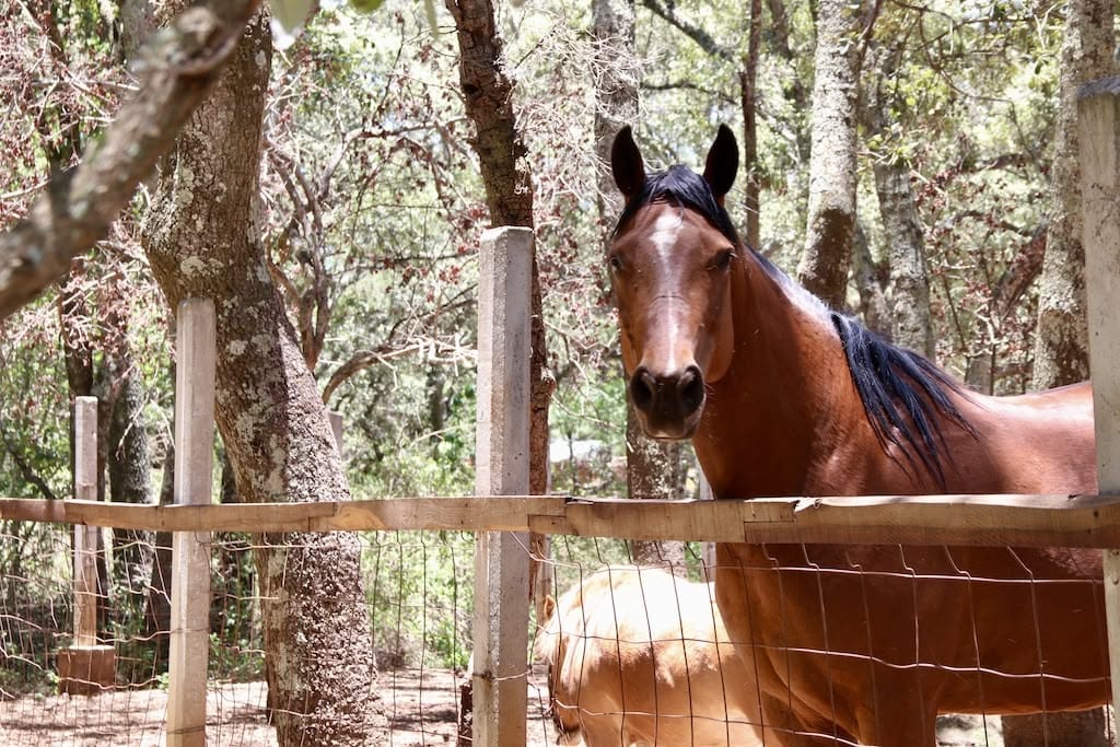 Caballo en el centro de eventos ecológico San Miguel de la Victoria.